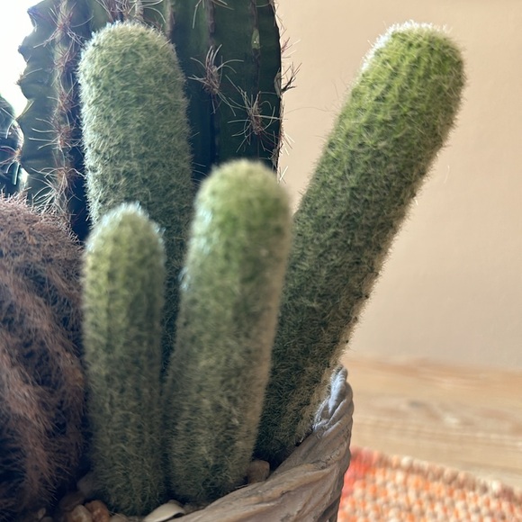 Faux Potted Cactus Arrangement - Picture 13 of 14